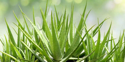 Organic Aloe Vera Plant – 1 Healthy Bare Root Live Plant – Medicinal Succulent Ready to Grow Indoors or Outdoors