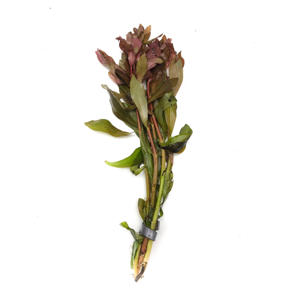Ammannia Gracilis