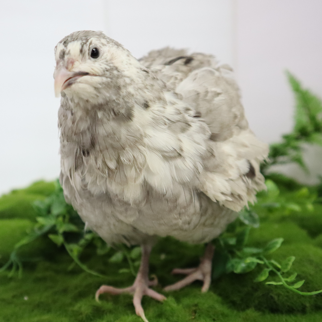 Fertile Quail Eggs – Choose Your Variety