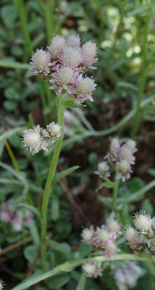 Antennaria neglecta Seeds – Prairie Pussytoes Native Groundcover Drought Tolerant Wildflower 100 Seeds
