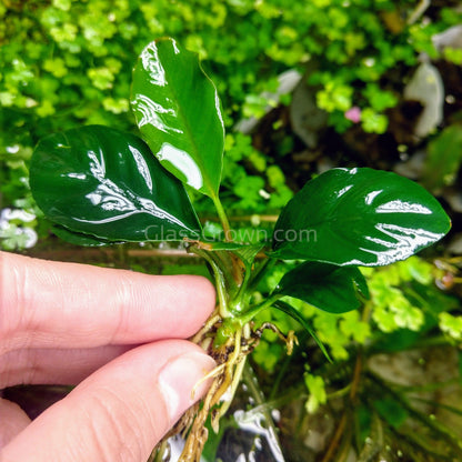 Anubias Coffeefolia