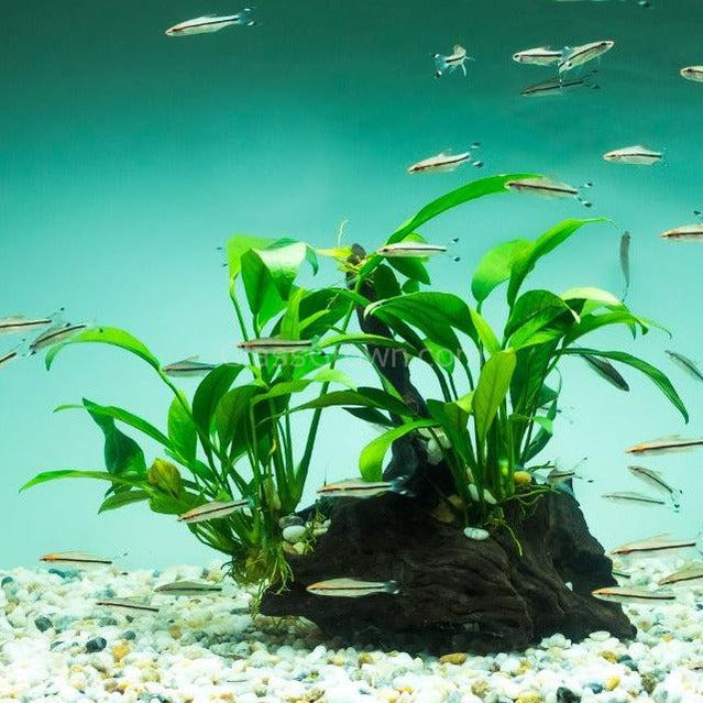 Anubias Frazeri