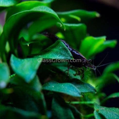 Anubias Nana