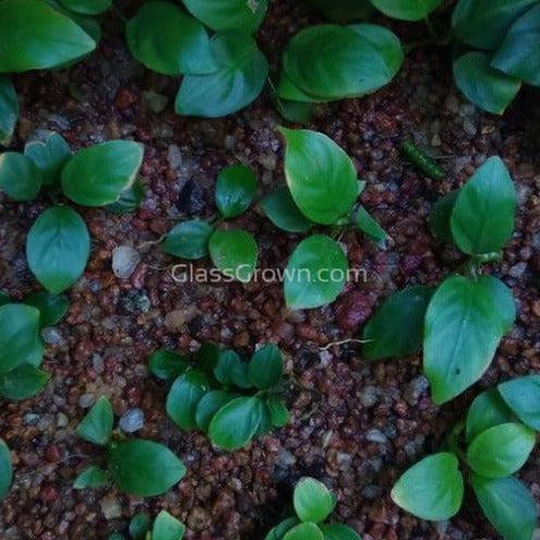 Anubias Nana