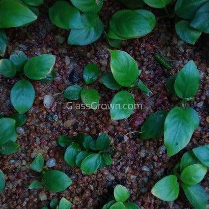 Anubias Nana