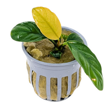 Anubias Coffeefolia