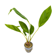 Anubias Congensis