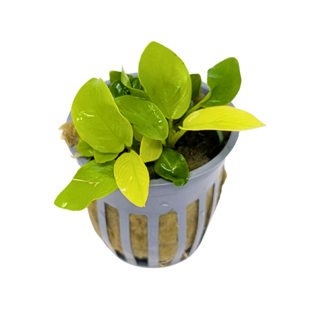 Anubias Nana Golden