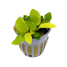 Anubias Nana Golden