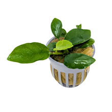 Anubias Nana