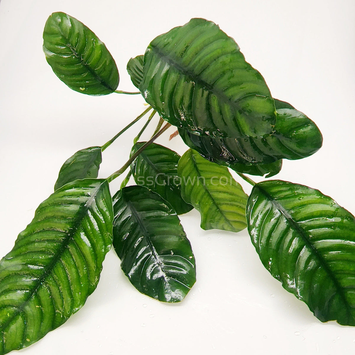 Anubias Coffeefolia
