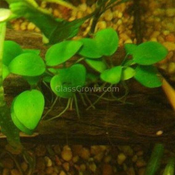 Anubias Nana
