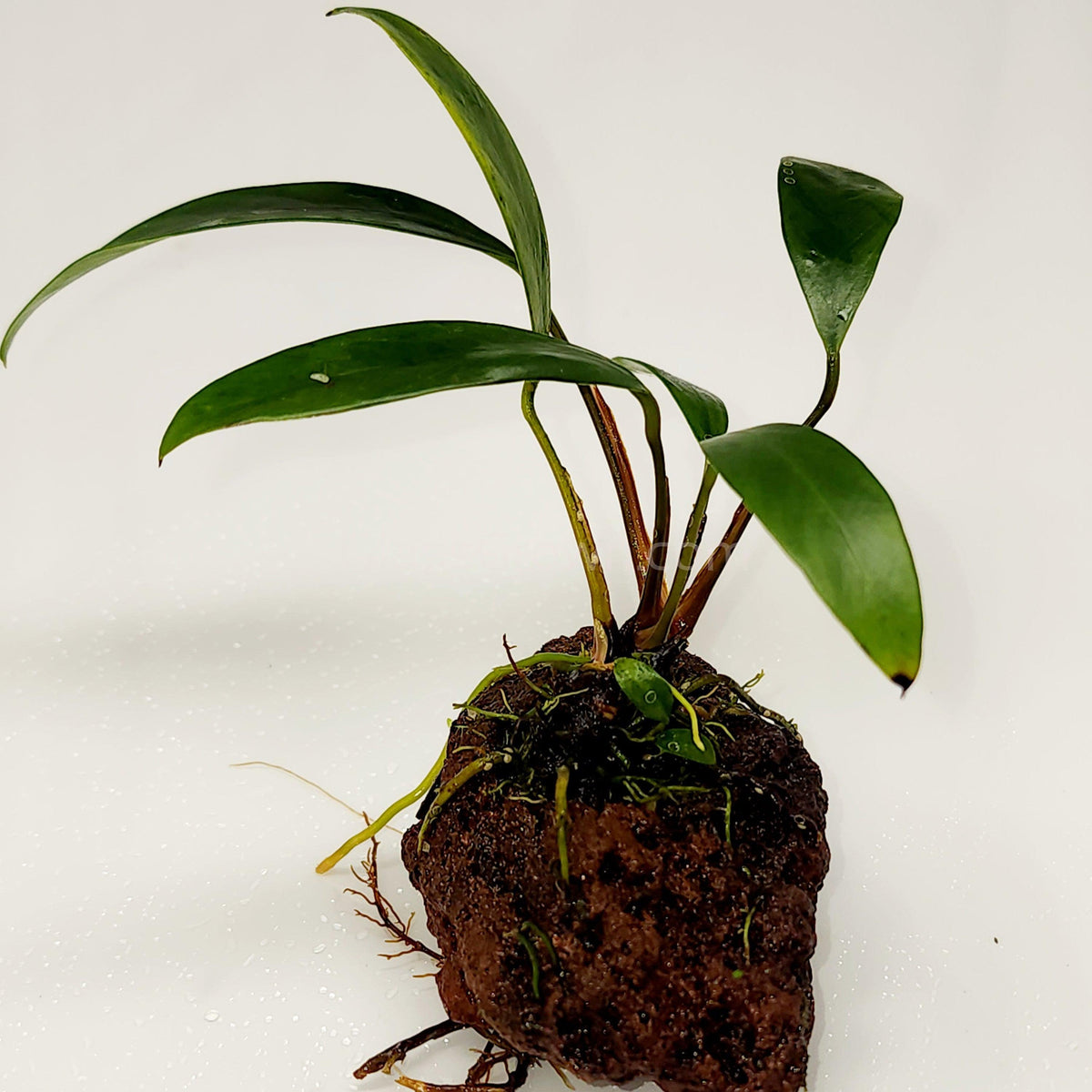 Lava Rock Anubias