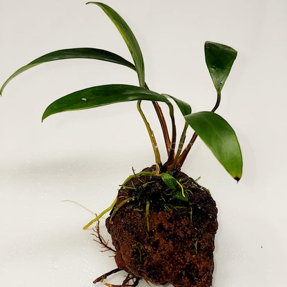 Lava Rock Anubias