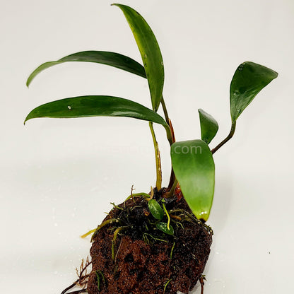 Lava Rock Anubias