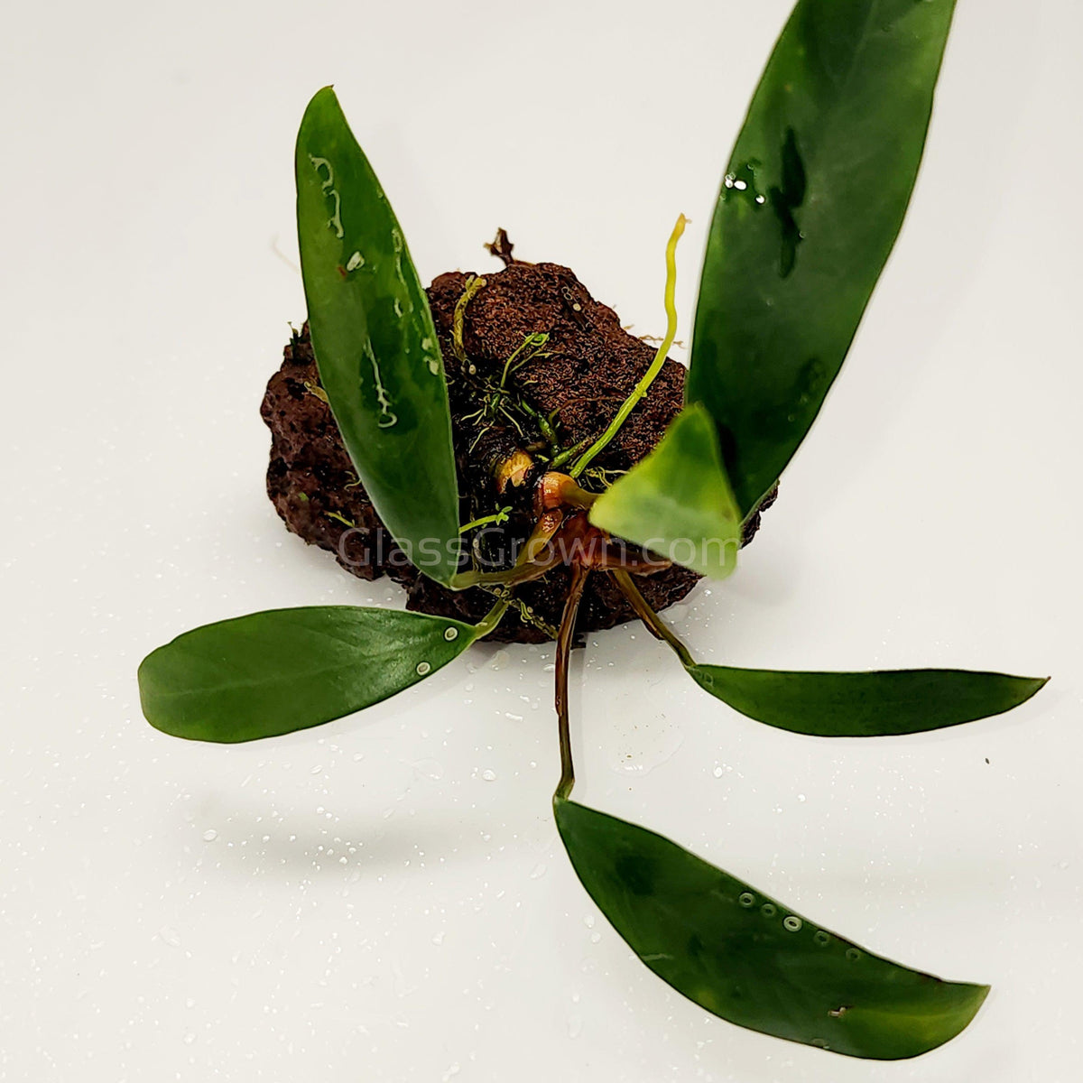 Lava Rock Anubias