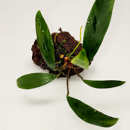 Lava Rock Anubias