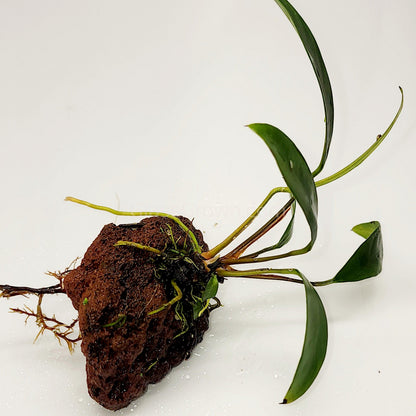 Lava Rock Anubias