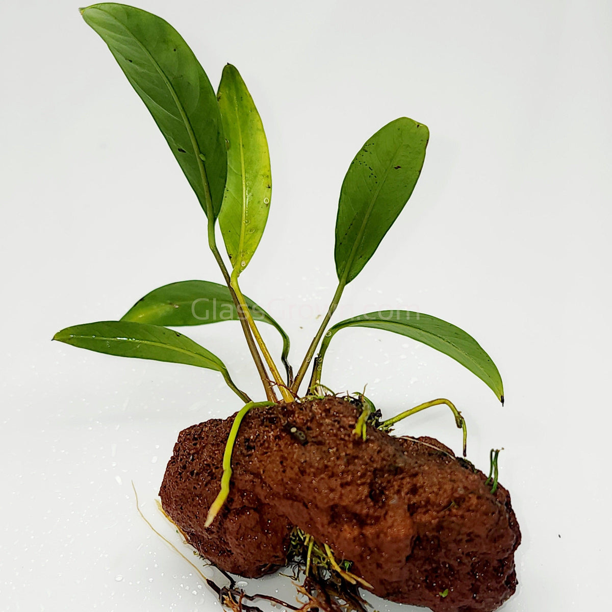 Lava Rock Anubias