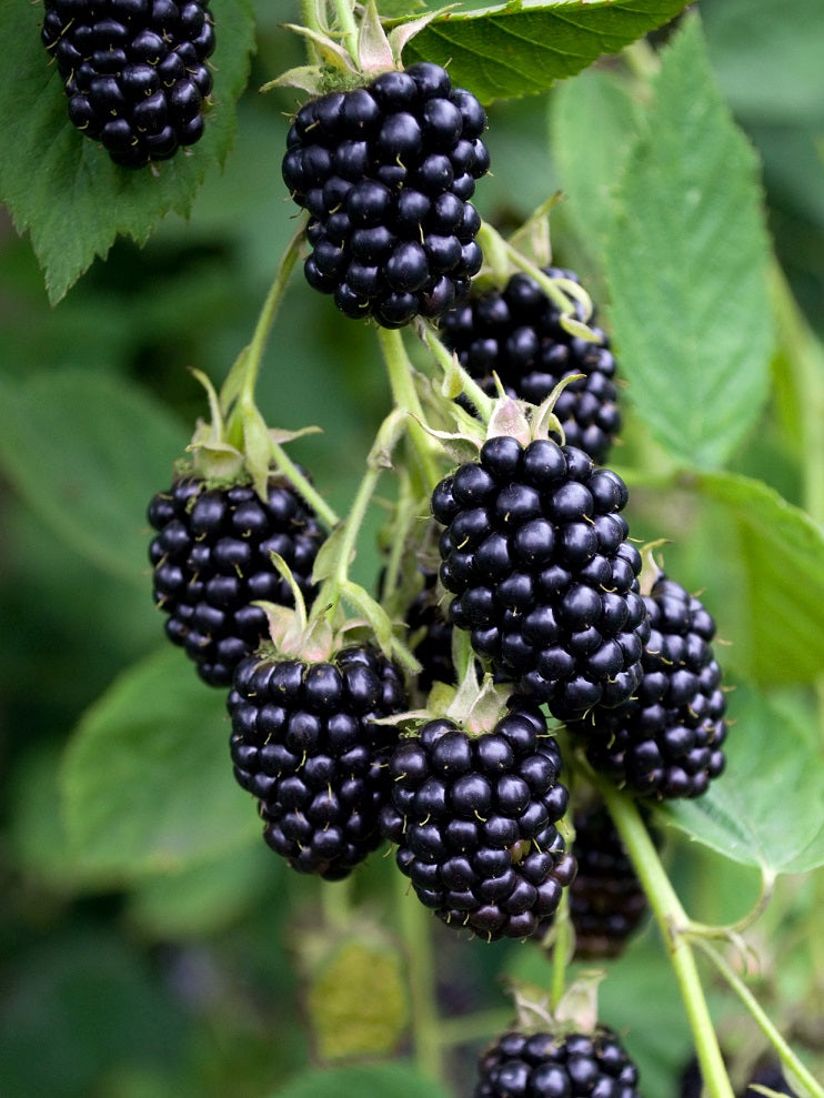 5 Organic Blackberry Cuttings | Fresh Unrooted Starts | Non-GMO Heirloom Berry Plant | Rubus fruticosus | Grow Fruit at Home