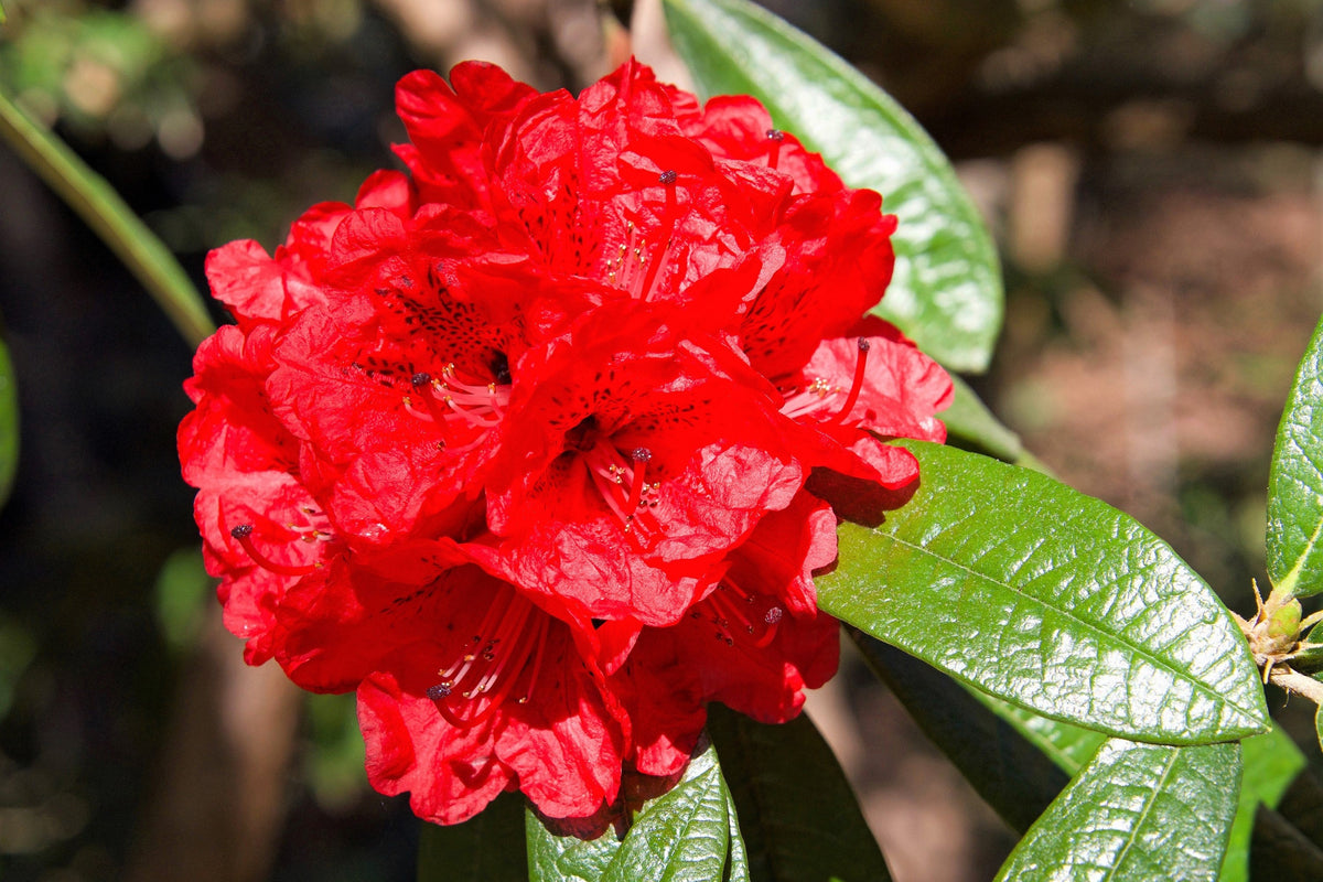 50 MIXED HYBRIDS RHODODENDRON spp. Mixed Colors - Red, Pink, Purple, White, Yellow, Orange Flower Sun or Shade Bush Shrub Seeds