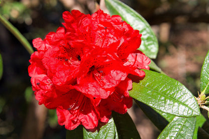 50 MIXED HYBRIDS RHODODENDRON spp. Mixed Colors - Red, Pink, Purple, White, Yellow, Orange Flower Sun or Shade Bush Shrub Seeds