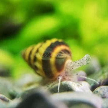 Assassin Snail 3 Pack