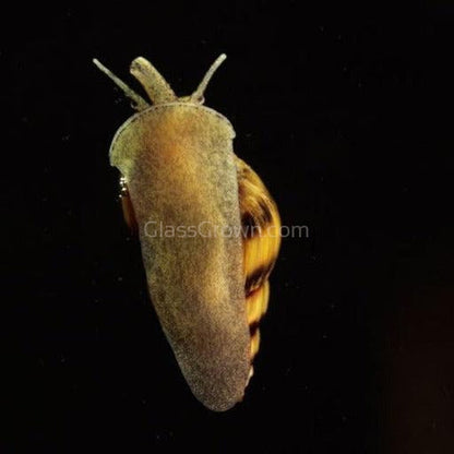 Assassin Snail 3 Pack