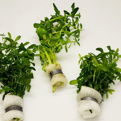 Moneywort