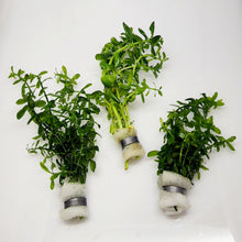 Moneywort