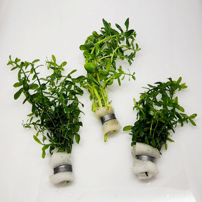 Moneywort