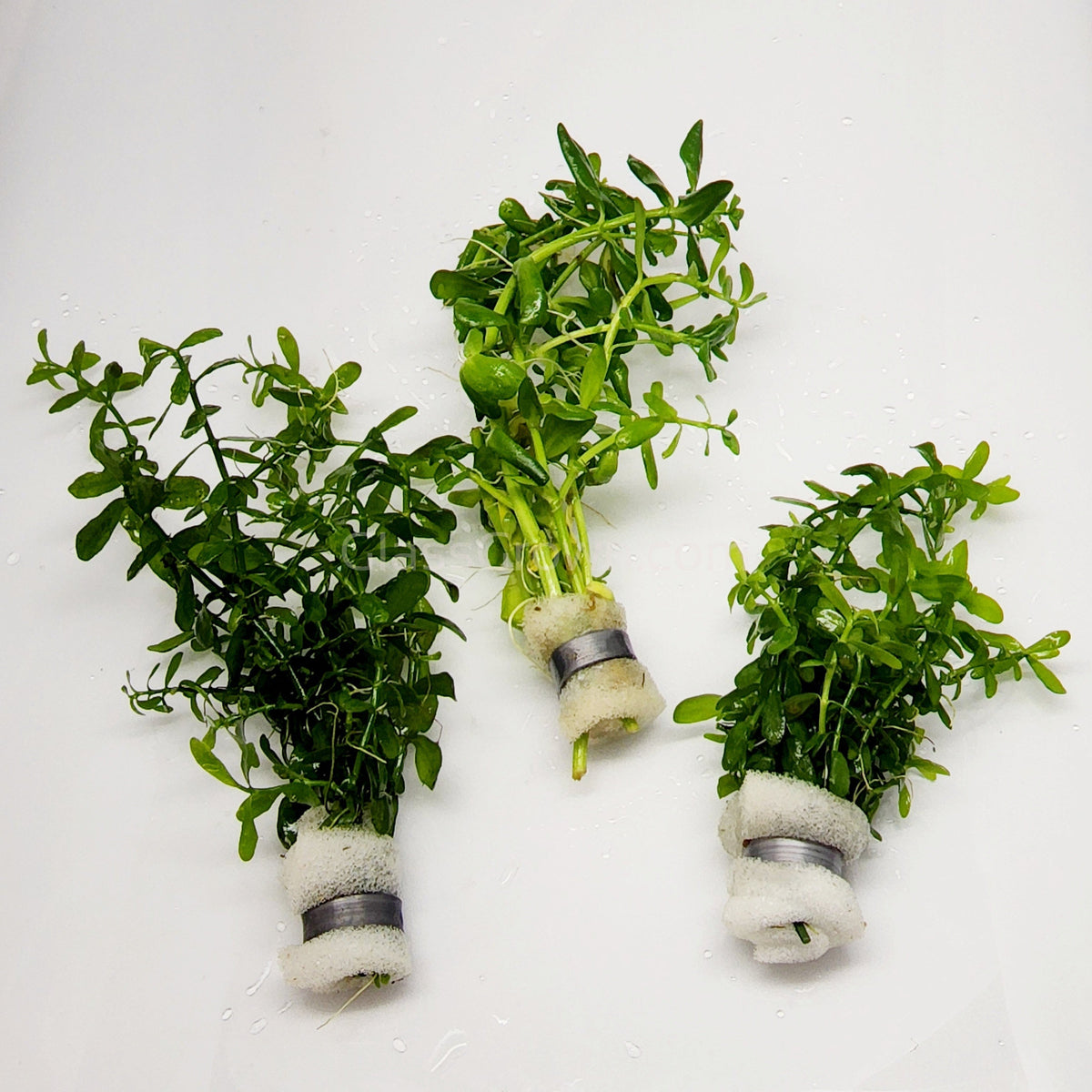 Moneywort