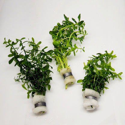 Moneywort