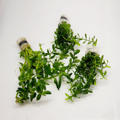 Moneywort