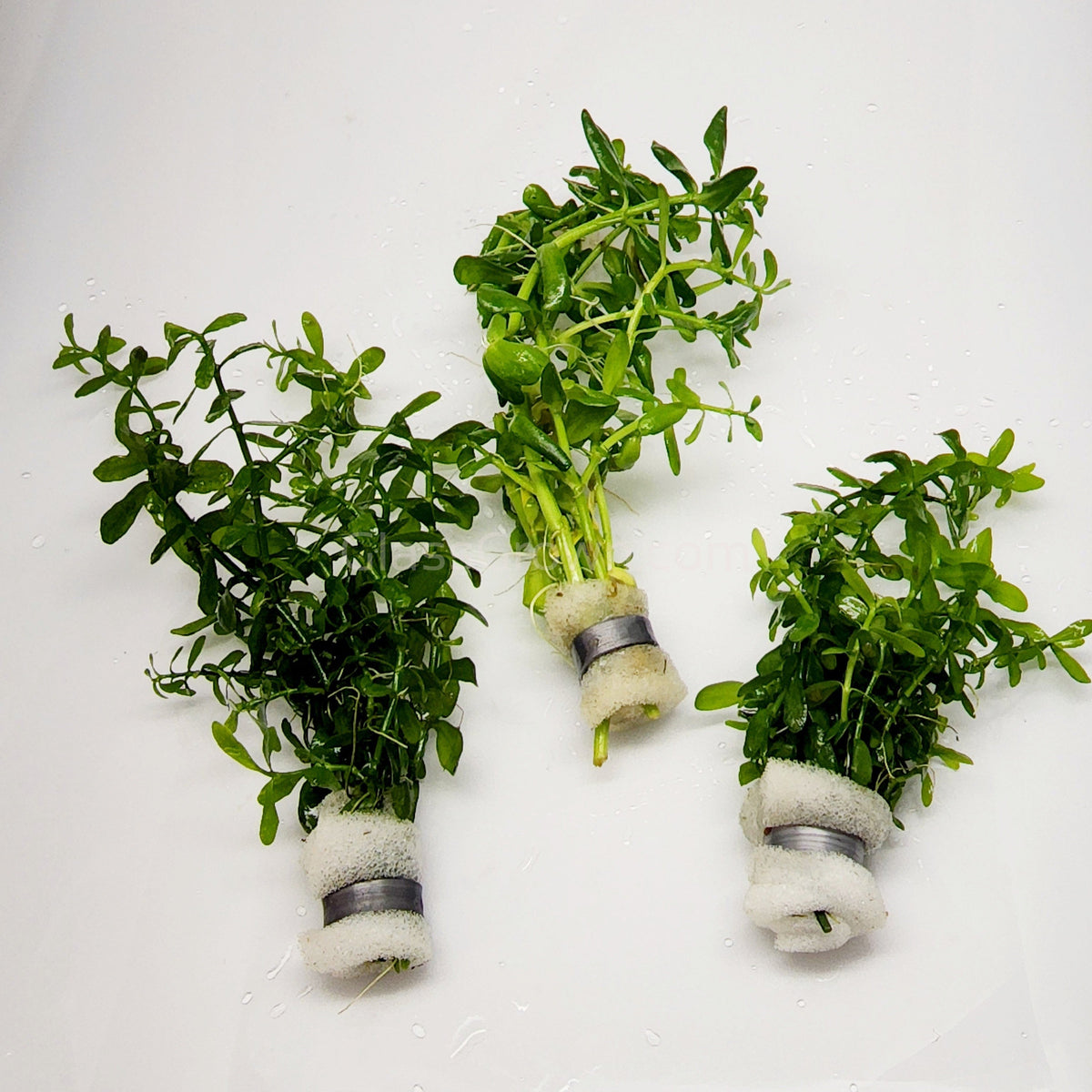 Moneywort