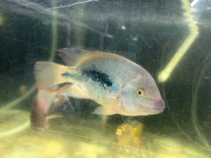 Fenestratus Cichlid (Vieja fenestrata)