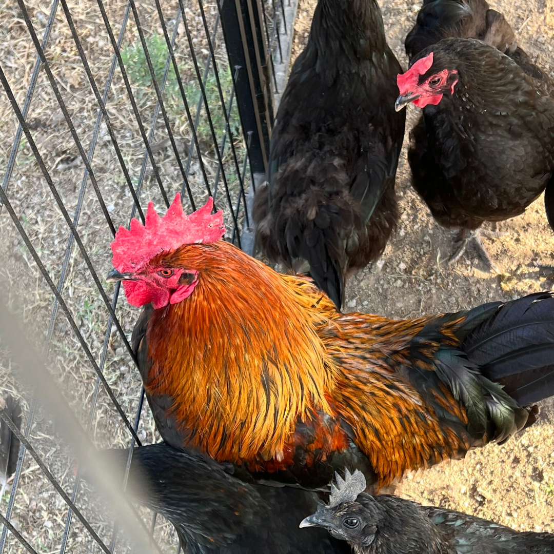 Black Copper Marans Chicken Hatching Eggs 6 Count
