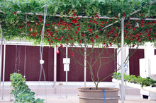 1 Oz Bulk ITALIAN TREE TOMATO 'Trip L Crop' Seeds - 1 Ounce = Approx 9500 Seeds