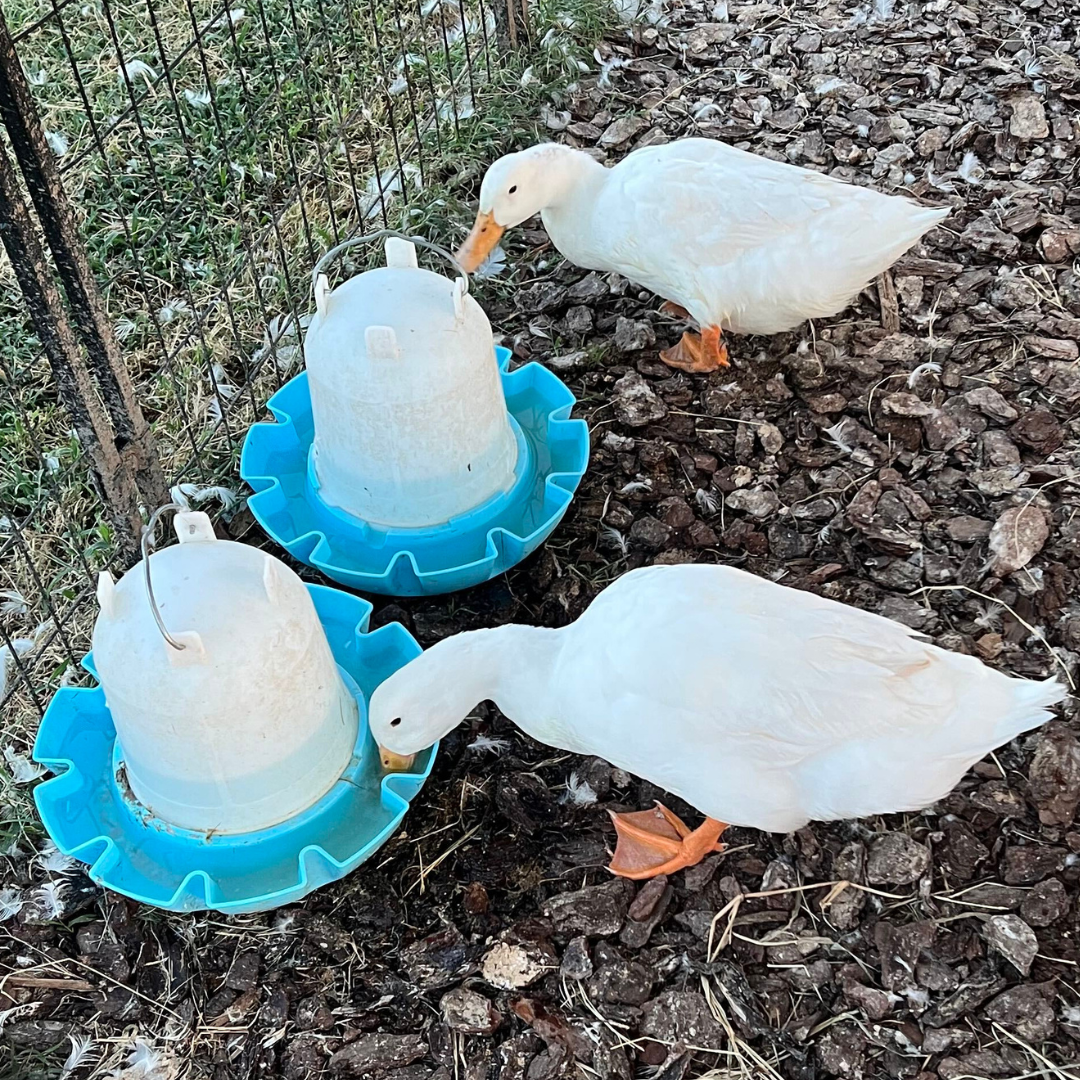 Peking Duck Hatching Eggs 6 Count