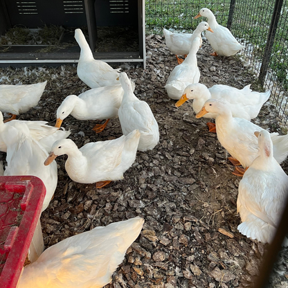 Peking Duck Hatching Eggs 6 Count