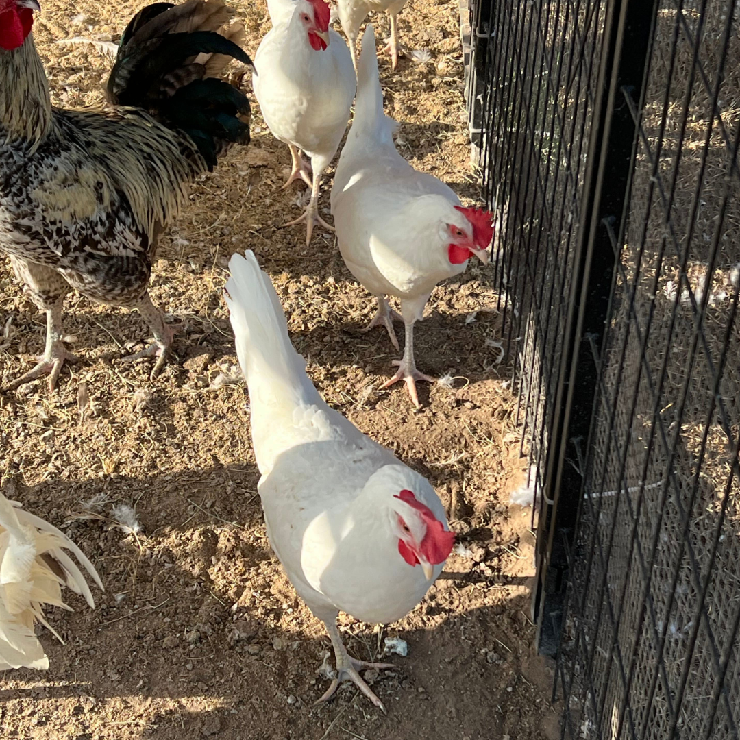 White Leghorn Chicken Hatching Eggs - 6 Count