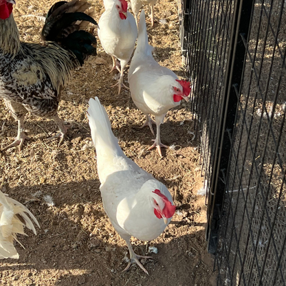 White Leghorn Chicken Hatching Eggs - 6 Count