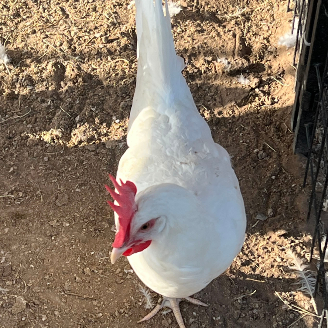 White Leghorn Chicken Hatching Eggs - 6 Count