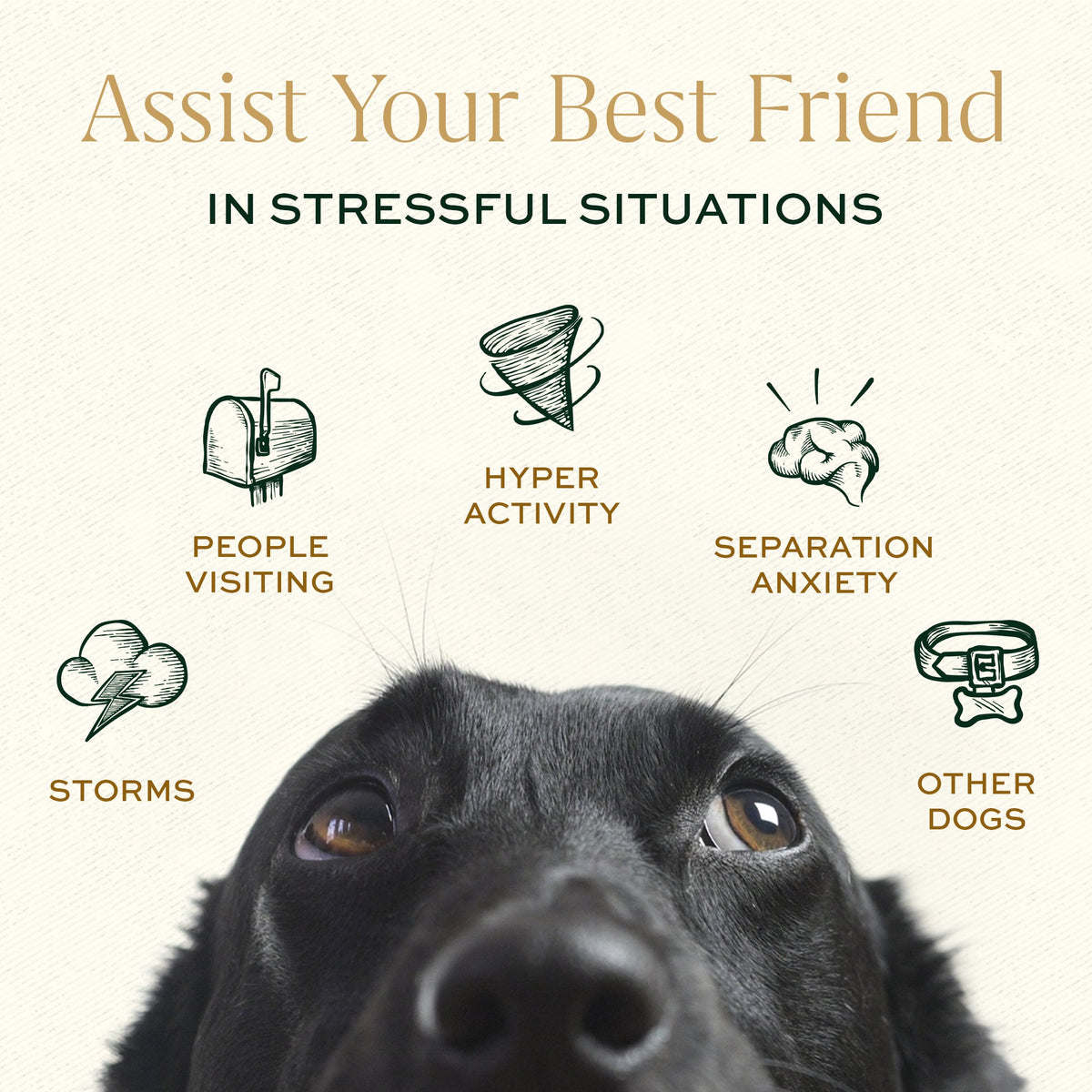 Calming Bites & Carrying Tin