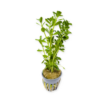 Moneywort | Bacopa Monnieri