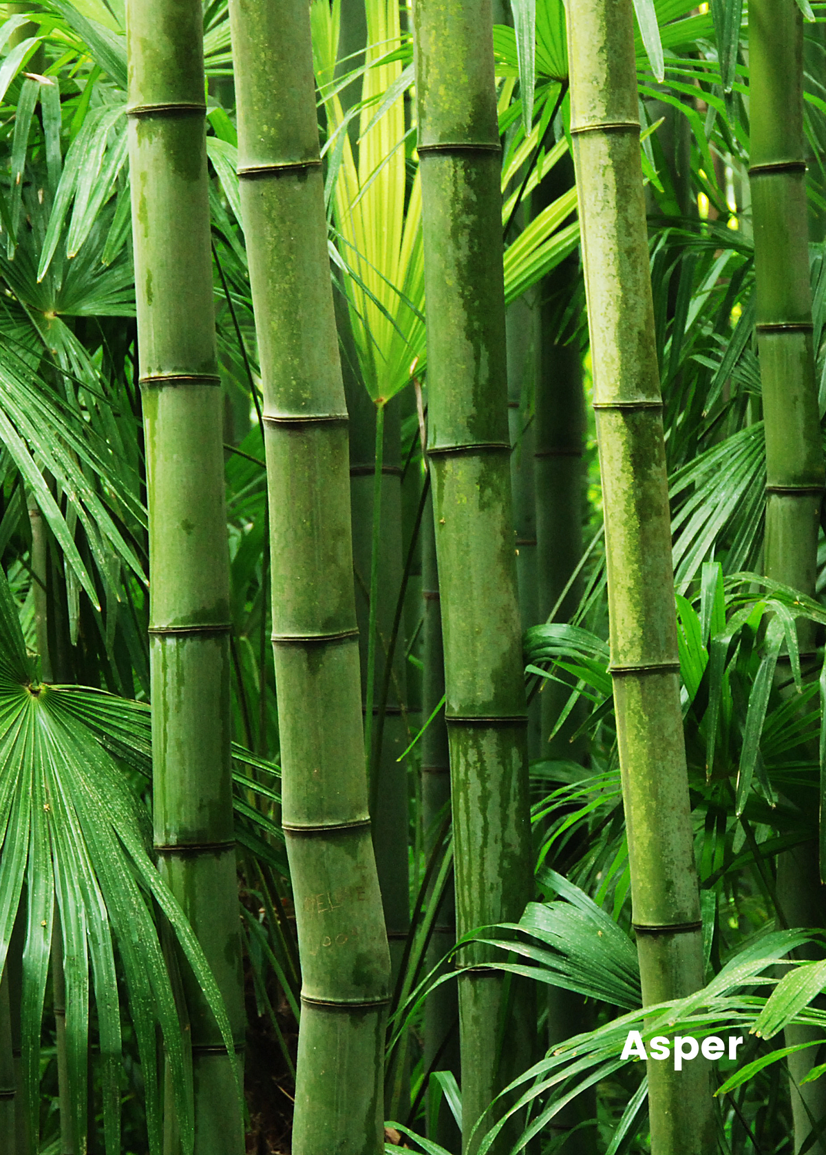 Bamboo Asper Clumping Plant for Edible Shoots, Shade, and Sustainability – Bambusa asper