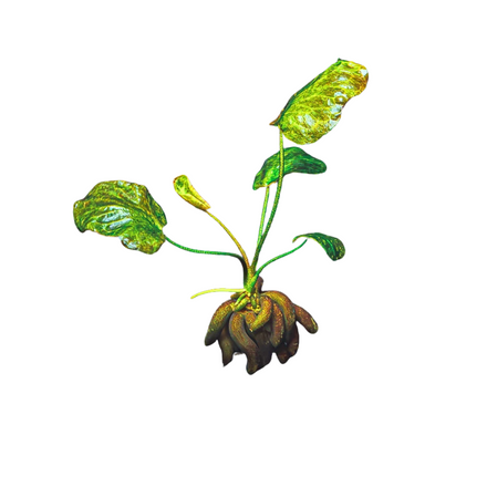 Banana Plant - Nymphoides Aquatica