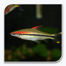 Roseline Shark Sahyadria denisonii