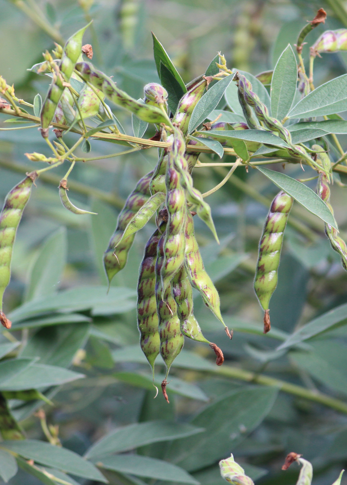 Black Pigeon Pea Seeds, Drought-Resistant Legume, Cajanus cajan, Edible Seeds for Cooking & Soil Improvement