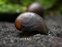 Black Nerite snails PACK OF 6